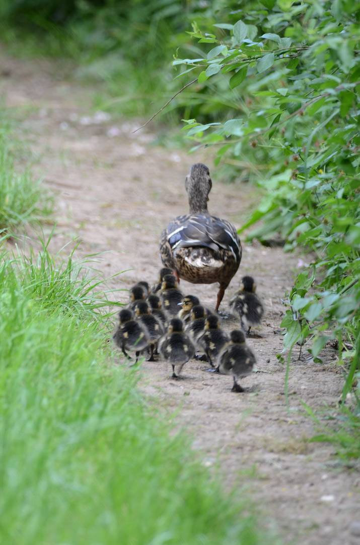 "ungeordneter Gänsemarsch"