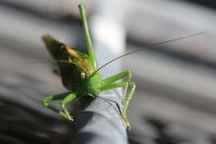 Ungeplanter Gast in der 1. Etage - grüner Grashüpfer