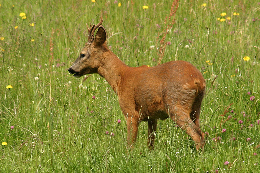 ungerader Sechser - ein braver Bock