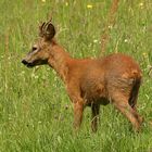 ungerader Sechser - ein braver Bock