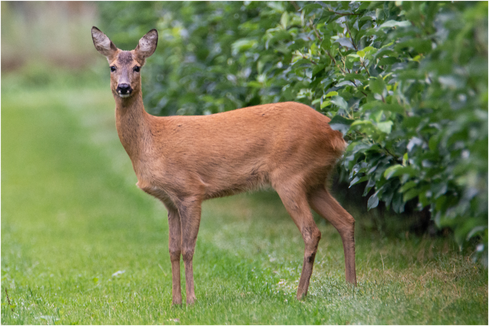 Ungern gesehen sind die Rehe . . .