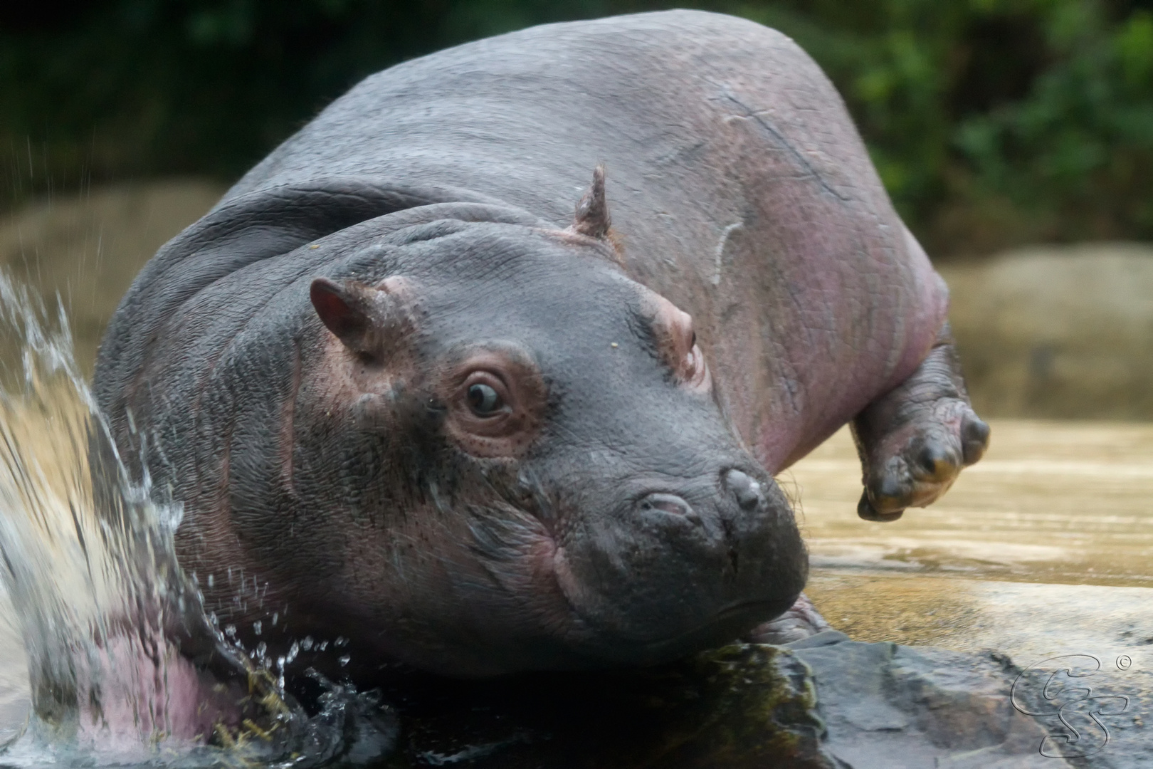 ungeschicktes kleines Hyppo am ins Wasser Kippen