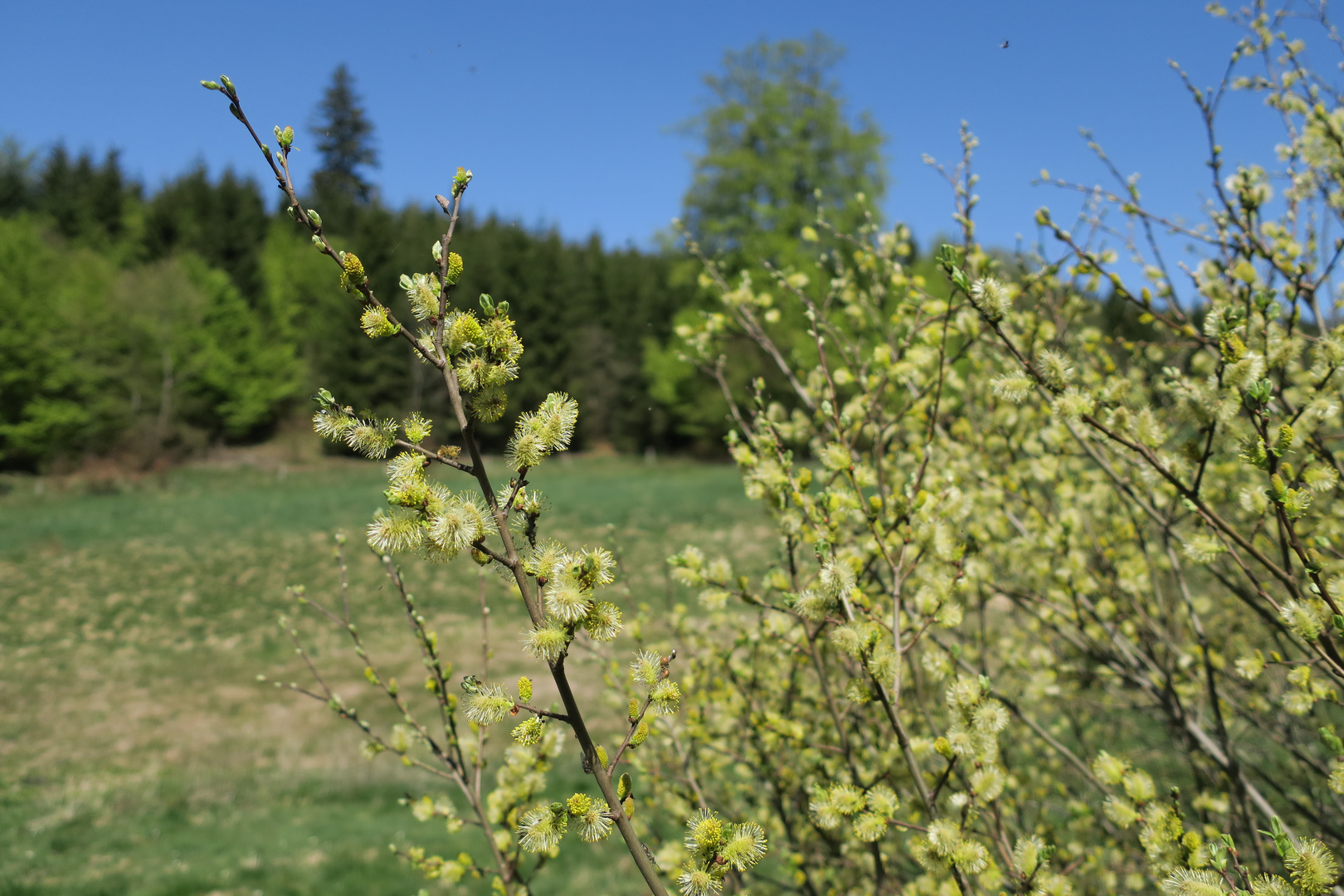 ungestörte Natur