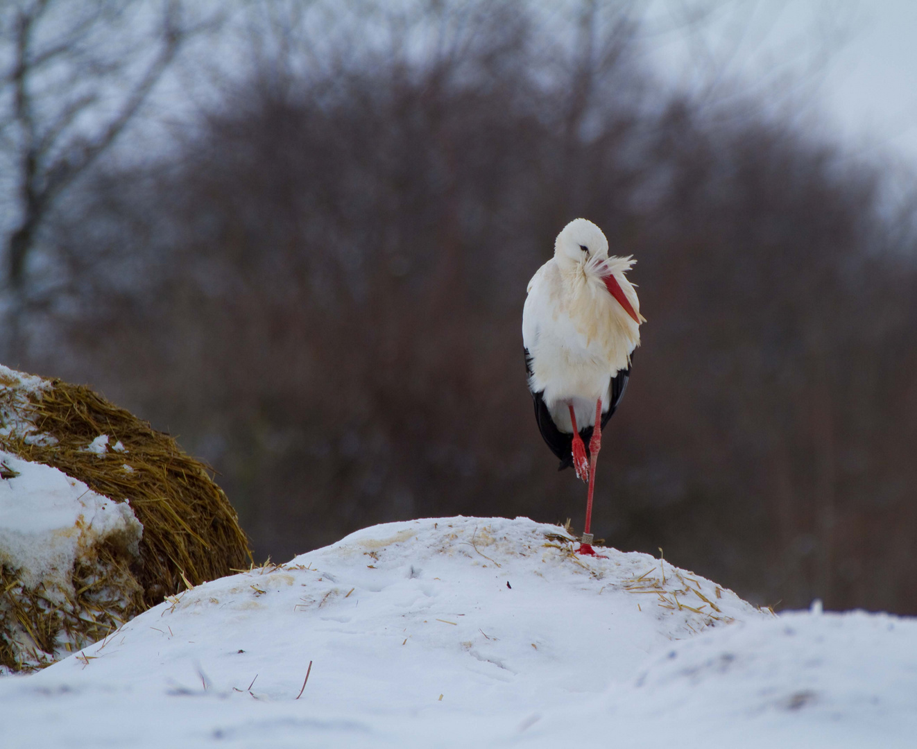 Ungewöhnlich - Storch im Winter
