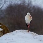 Ungewöhnlich - Storch im Winter