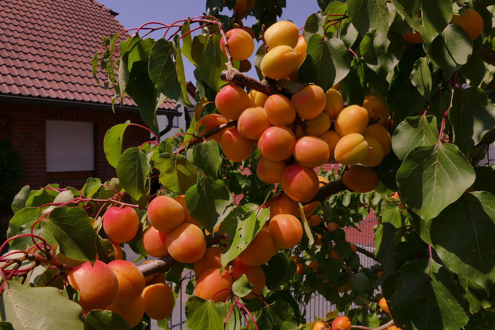 Ungewöhnliche Aprikosenflut im mittelhessischen Garten