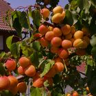 Ungewöhnliche Aprikosenflut im mittelhessischen Garten