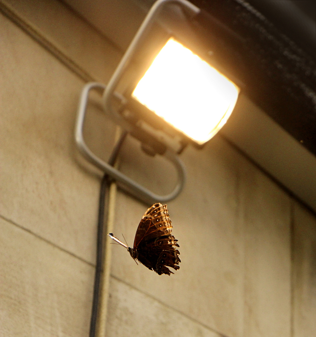 Ungewöhnliche Begegnung im Licht