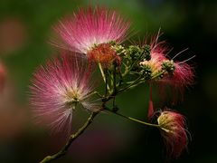 Ungewöhnliche Blüte