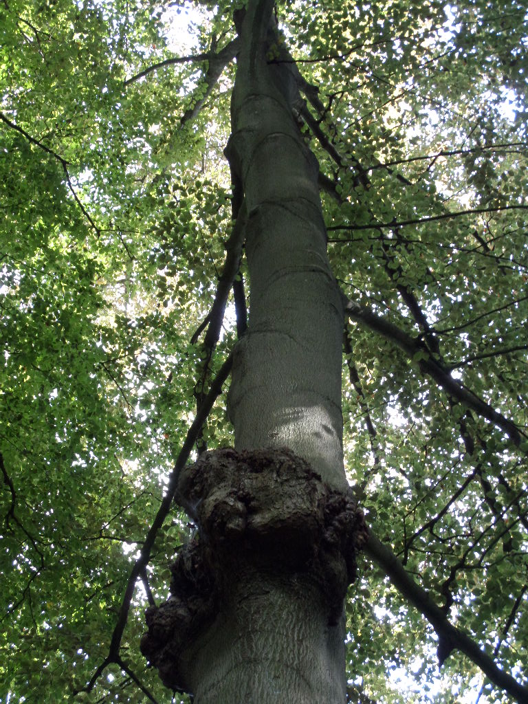 Ungewöhnliche Entwicklung für einen Fagus Sylvatica 