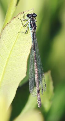 ungewöhnliche Färbung + 4 Bilder