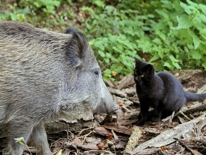 ungewöhnliche Freundschaft