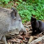 ungewöhnliche Freundschaft