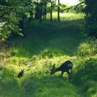 Ungewöhnliche Freundschaft in freier Wildbahn