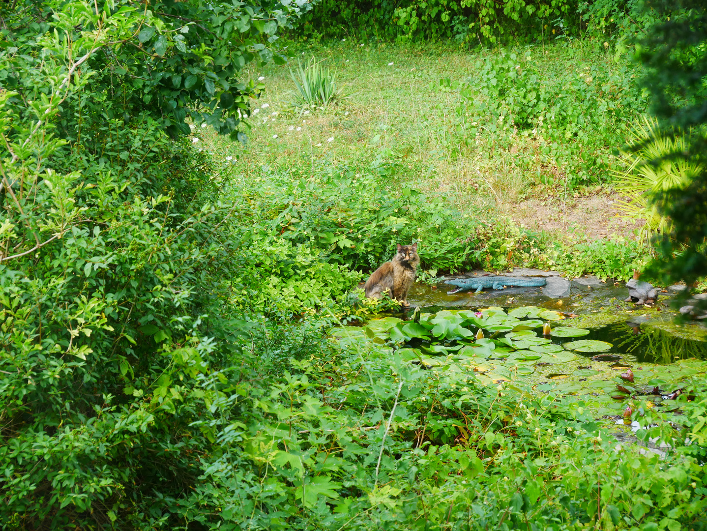 Ungewöhnliche Katze am Teich Foto & Bild natur, katzen, landschaft