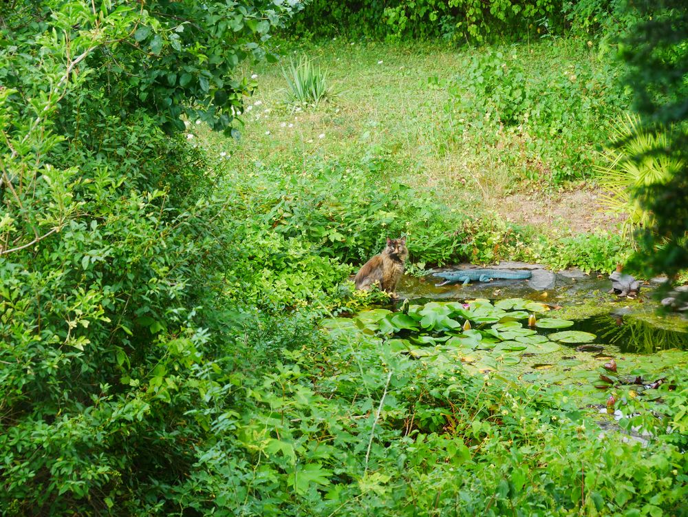 Ungewöhnliche Katze am Teich Foto & Bild natur, katzen, landschaft