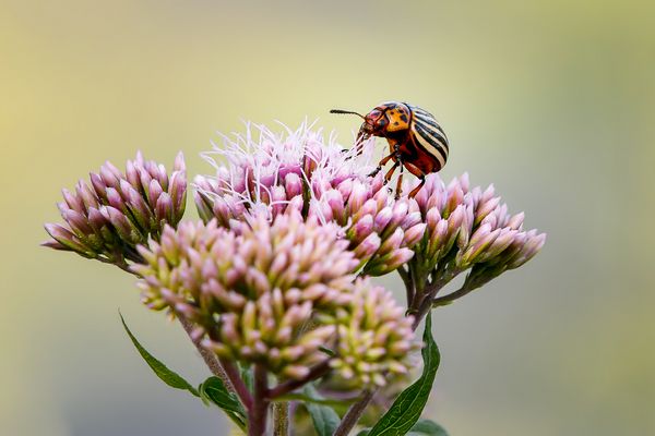 Ungewöhnliche Kombi