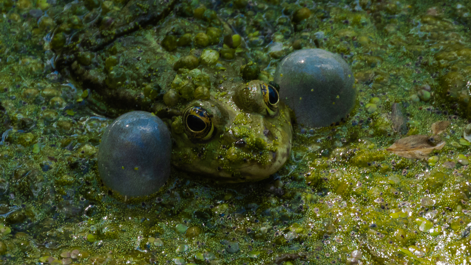 Ungewöhnliche Perspektive - Frosch im Algenmatsch