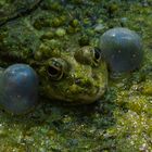 Ungewöhnliche Perspektive - Frosch im Algenmatsch