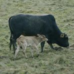 Ungewöhnliche Rinderrassen in meiner Umgebung 1