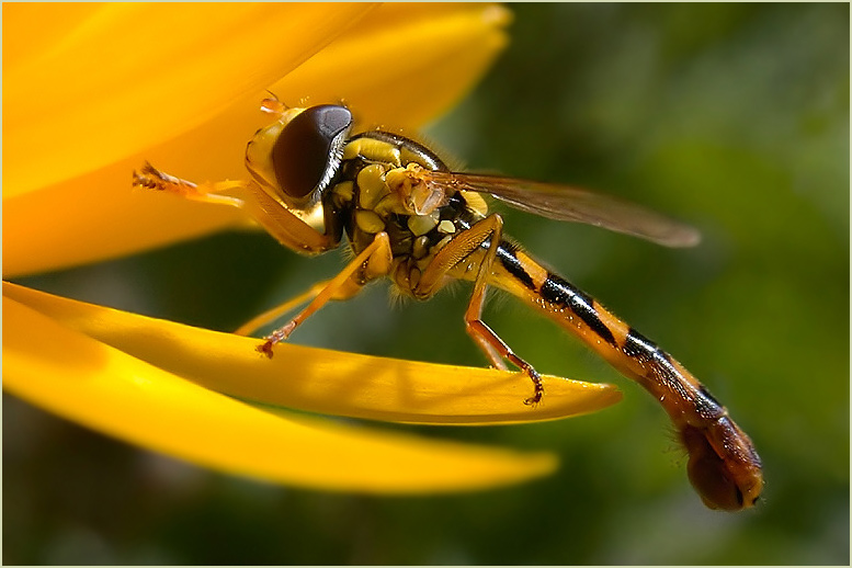 Ungewöhnliche Schwebfliege