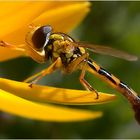 Ungewöhnliche Schwebfliege