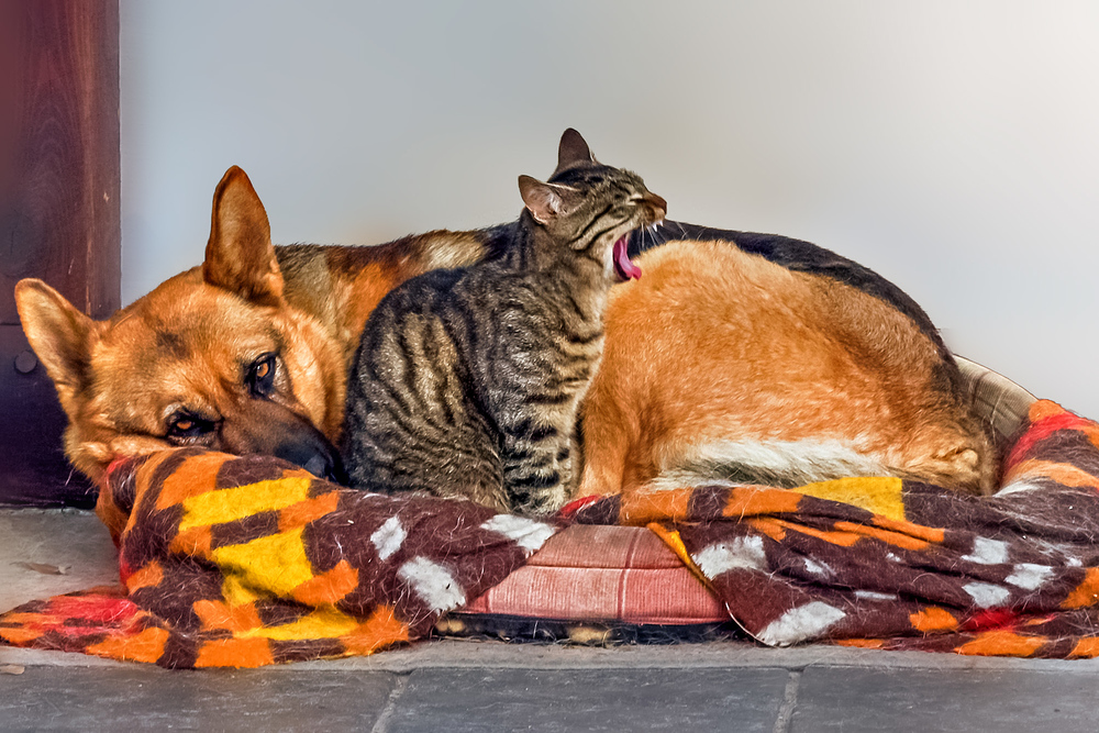 Ungewöhnliche Tierfreundschaft