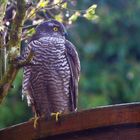 ungewöhnlicher Besucher im Garten