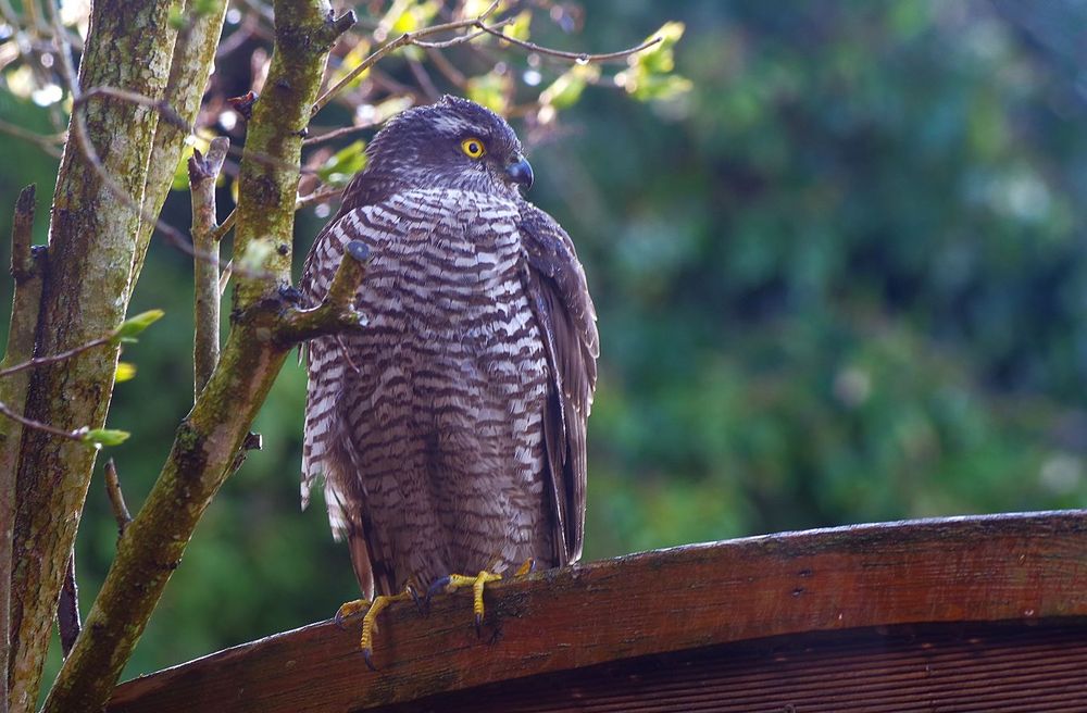 ungewöhnlicher Besucher im Garten