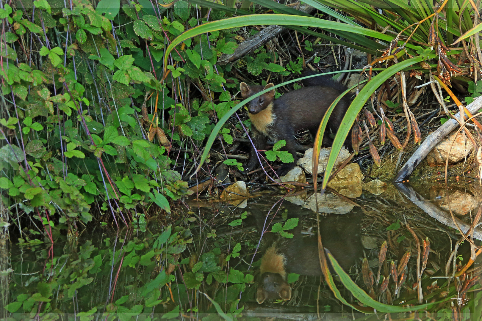 ungewöhnlicher Gast am Eisvogelteich