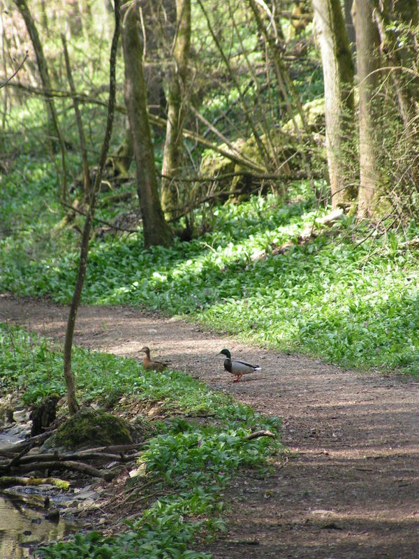 Ungewöhnlicher Waldspatziegang..