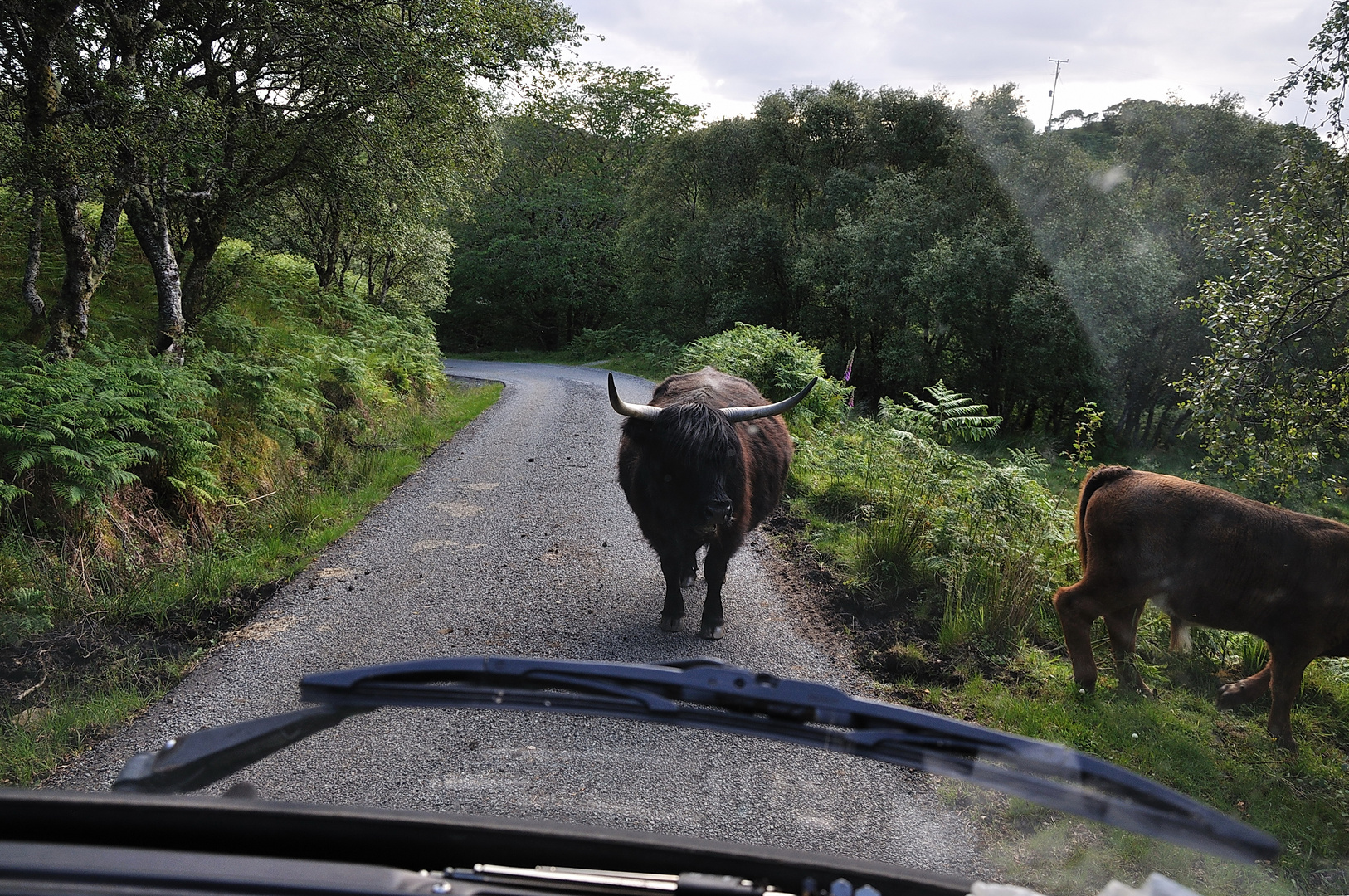 Ungewöhnlicher Widersacher!;-) Straße nach Tokaveig, Sleat, Schottland - Juli 2011