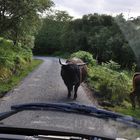 Ungewöhnlicher Widersacher!;-) Straße nach Tokaveig, Sleat, Schottland - Juli 2011