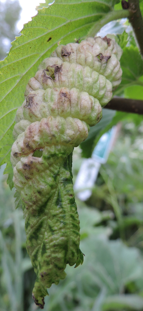 ungewöhnliches Blatt