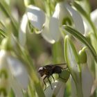 Ungewöhnliches im Februar