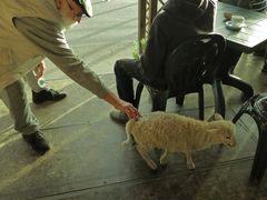 Ungewohnter Besuch im Café  /  Visita insolita al bar  (3)