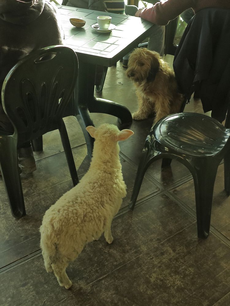 Ungewohnter Besuch im Café  /  Visita insolita al bar  (4)