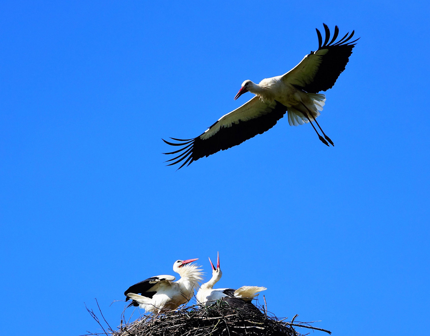 Ungewollter Besuch am Nest