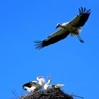 Ungewollter Besuch am Nest