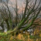 Ungezügelte Natur im Naturschutzgebiet