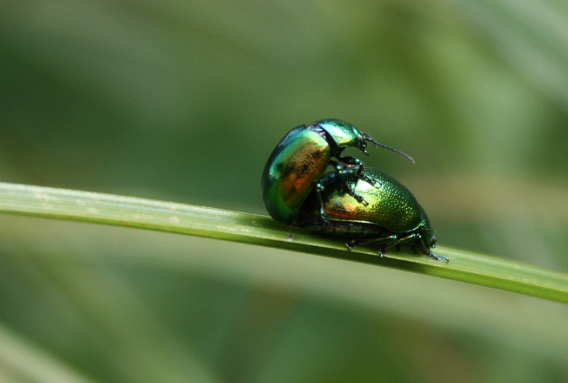 Ungezwungene Natur