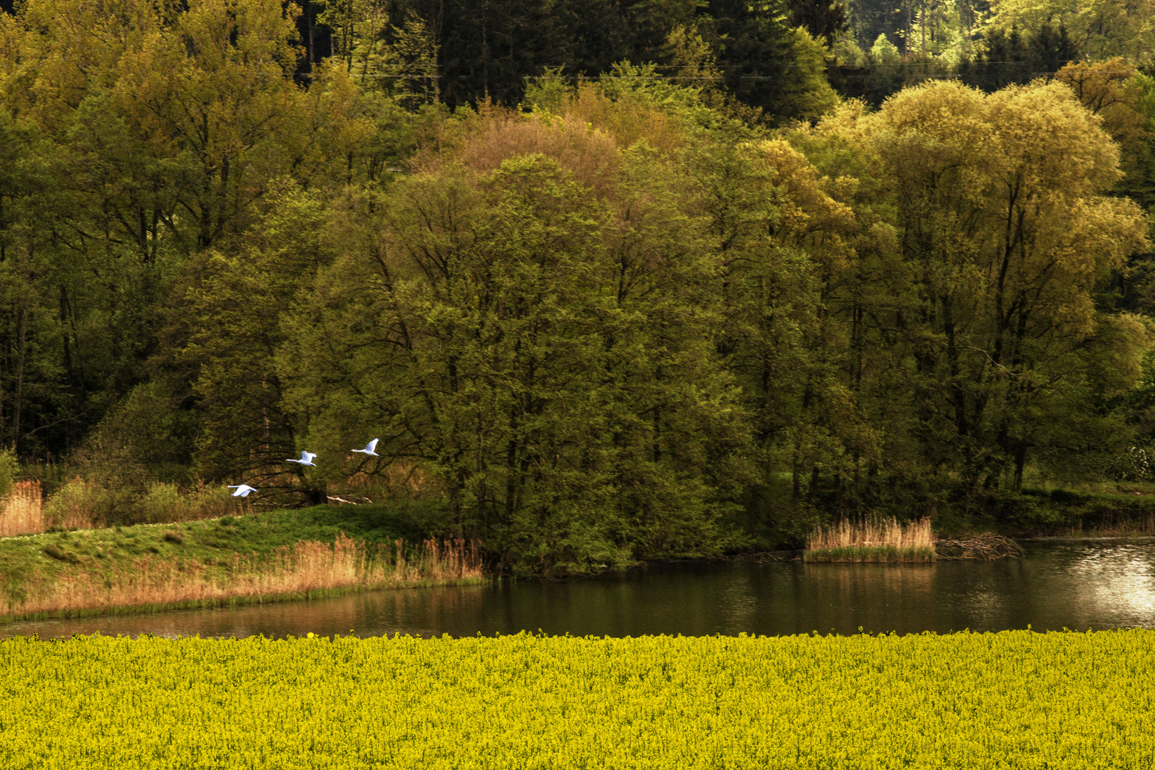 Unggenrieder Weiher