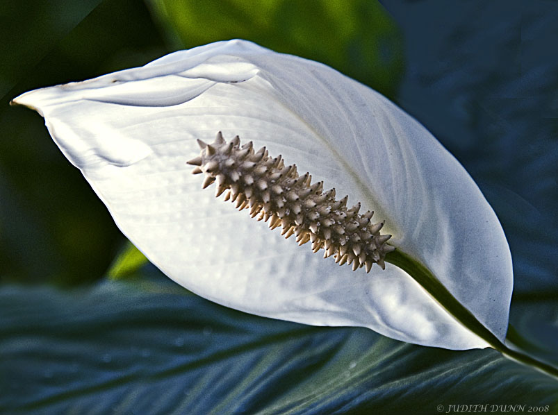 'Ungilded lily",,,