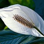 'Ungilded lily",,,