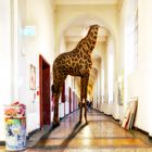 unglaublich dass die giraffe immer noch nicht frei ist ...