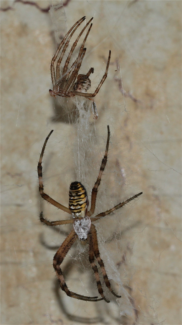 Unglaublich: eine Wespenspinne (Argiope bruennichi) hat sich bei mir in der Toilette ihr Netz gebaut