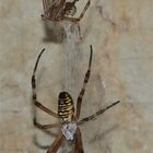 Unglaublich: eine Wespenspinne (Argiope bruennichi) hat sich bei mir in der Toilette ihr Netz gebaut