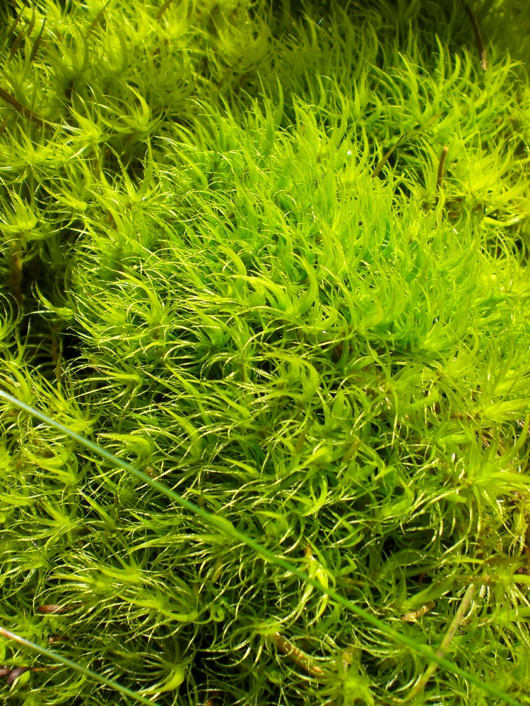 unglaublich grünes Moos