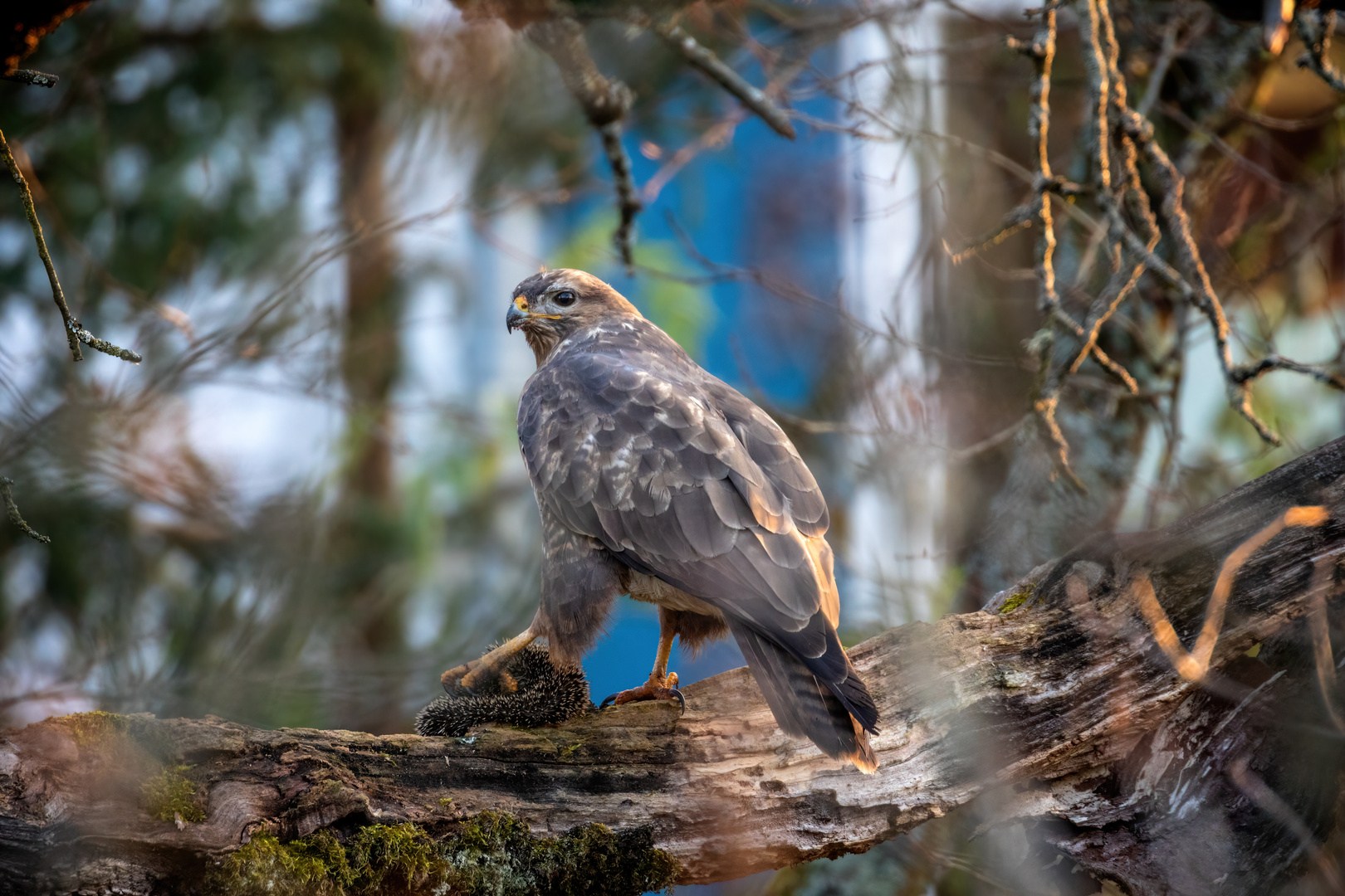 Unglaublich! Mäusebussard (Buteo buteo) frisst Igel im heimischen Garten!