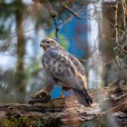 Unglaublich! Mäusebussard (Buteo buteo) frisst Igel im heimischen Garten!